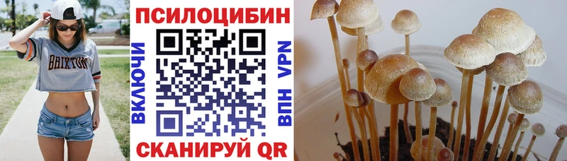 цена Нижнеудинск Псилоцибиновые грибы Cubensis